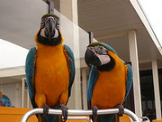 macaw parrots for  adoption