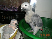 well breeding baby african grey parrots for sale