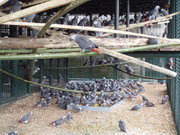  African Gray Parrots are ready and am looking for new homes