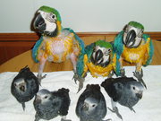 Beautiful weaned  baby birds for sale