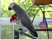 healthy congo african grey parrots-200 (shipping inclusive)