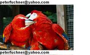 Scarlet+macaw+parrots+for+sale