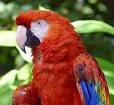female scarlet macaw