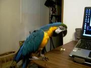 Beautiful blue and gold macaw for sale.
