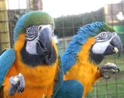 good looking pair of blue and gold macaws for adoption