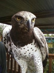 Large Martial Eagle for sale 