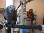 Talkative Hand Feed Tamed Parrots For Adoption