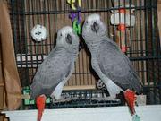 Adorable and Talking African Gray parrots For Adoption
