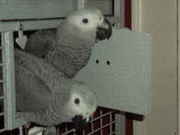 Xmas Congo African Grey parrots ready for their new home 