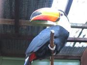 Proven female toco toucan for sale