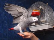 twin African Grey Parrots for re homing 