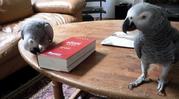 African Congo grey for free to good home