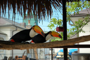 Pair Toco Toucan birds for sale