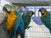 CLOSING  AVIARY  AND SELLING BIRDS 