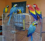 we sell,  macaws,  cockatoos, Greys, Amazons,  and fertile eggs