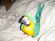 FRESH LAID AND FERTILE PARROT EGGS AND BIRDS FOR SALE