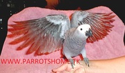 Congo African Grey parrots for sale