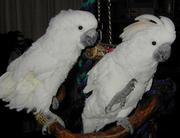 tame cockatoo parrot for free adoption