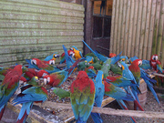 AUCTION - Exotic Birds,  Cages & More for sale 