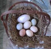 Unhatched fresh laid parrot eggs for auction.