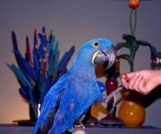 lovely and beautiful hycinth macaw for a good home