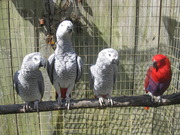 TALKING PARROTS FROM DOMESTIC BREEDERS AND EGGS.