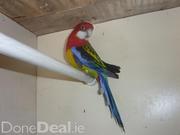 Gold Mantled Rosella Parakeet