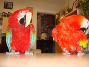 Macaws+for+sale+in+australia