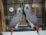 African Grey Parrots For A Good Home