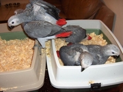 Very intelligent,  Exceptional  African Grey Parrots and Eggs For Sale