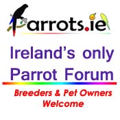 Irish parrot forum