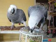Congo African Grey Parrots.