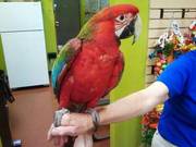 Calico Macaw parrot available