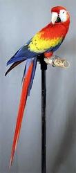 cute scarlet macaw for sale