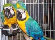 potty trained macaw parrots. 