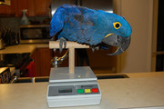 DNA Tested Pair Of Hyacinth Macaw Parrots For Xmass