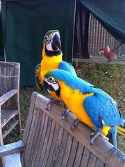 Blue+and+gold+macaw+birds+for+sale