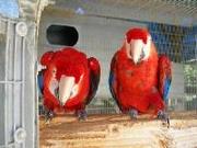 Scarlet Macaw Parrots For Good Home